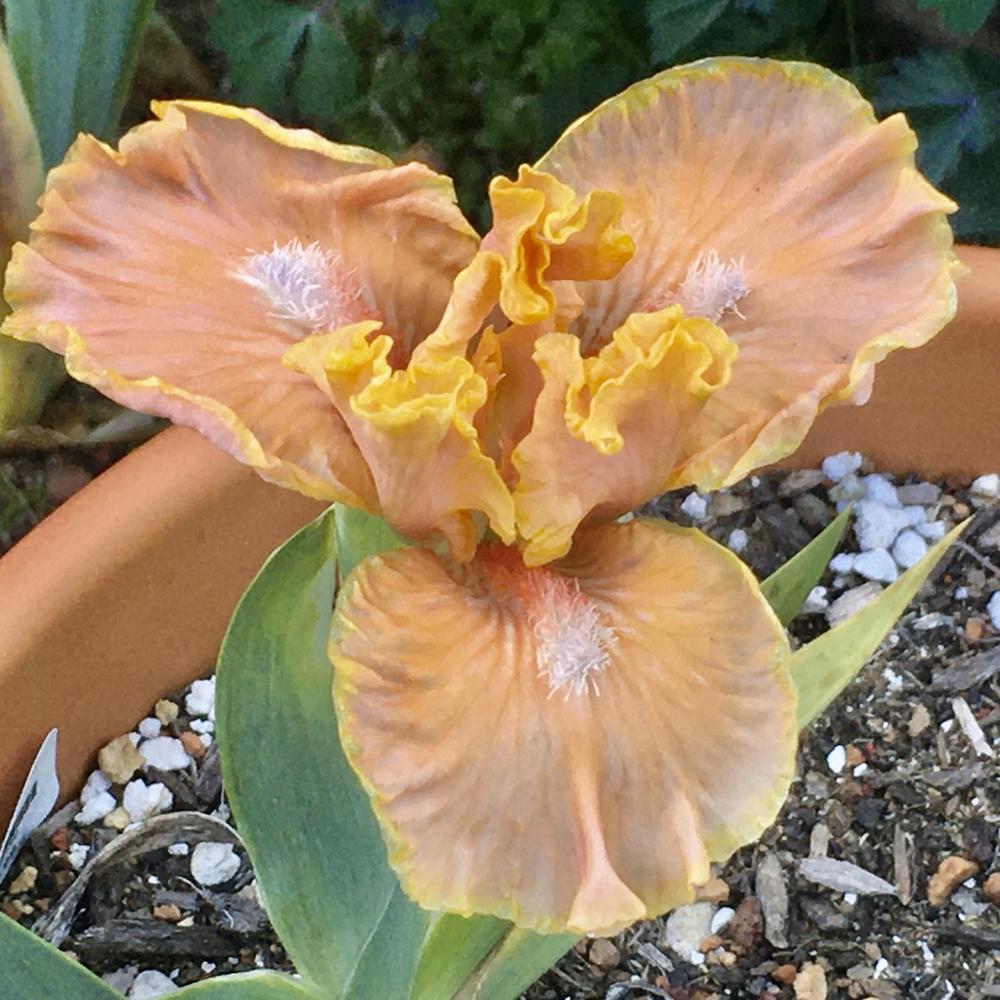 Photo of Standard Dwarf Bearded Iris (Iris 'Orange Obsession') uploaded by Neela