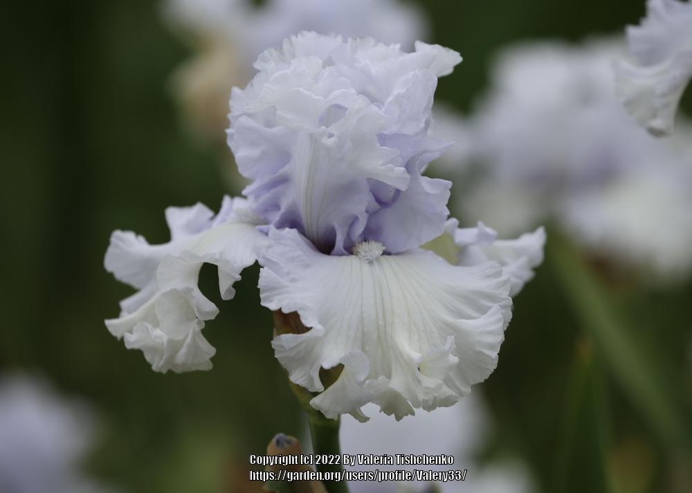 Photo of Tall Bearded Iris (Iris 'Civility') uploaded by Valery33