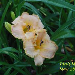 Location: my garden/ 8b Louisiana
Date: 2022-05-18