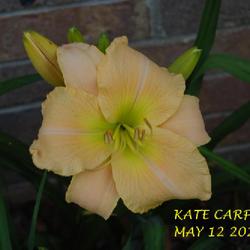 Location: my garden/ 8b Louisiana
Date: 2022-05-12