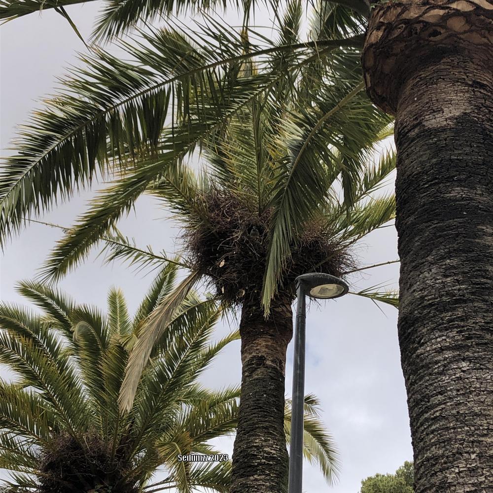 Photo of Canary Date Palm (Phoenix canariensis) uploaded by sedumzz
