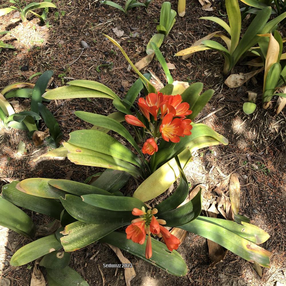Photo of Fire Lily (Clivia miniata) uploaded by sedumzz