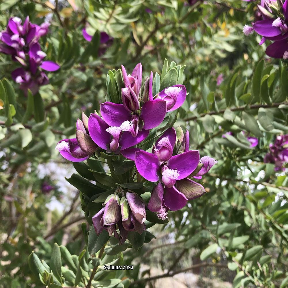 Photo of Sweet Pea Bush (Polygala myrtifolia) uploaded by sedumzz