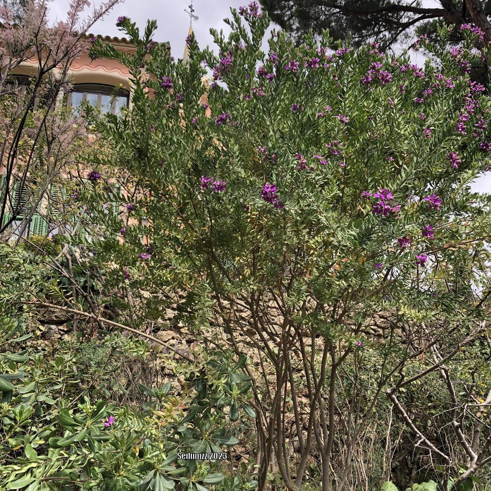Photo of Sweet Pea Bush (Polygala myrtifolia) uploaded by sedumzz