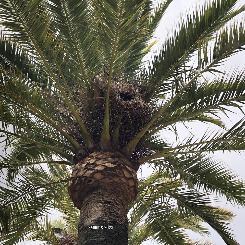 Photo of Canary Date Palm (Phoenix canariensis) uploaded by sedumzz