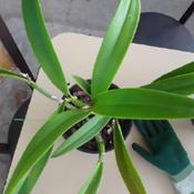 I just received this plant from an avid orchid grower and am look