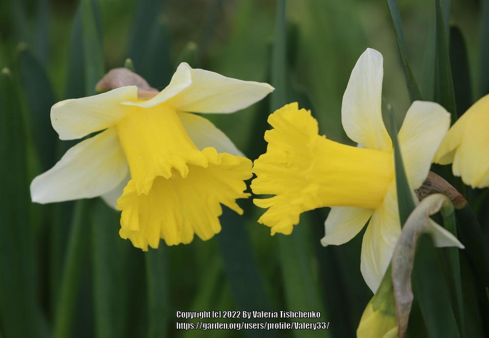 Photo of Trumpet Daffodil (Narcissus 'Las Vegas') uploaded by Valery33