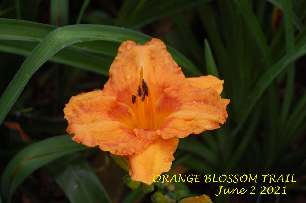 Photo of Daylily (Hemerocallis 'Orange Blossom Trail') uploaded by alma47