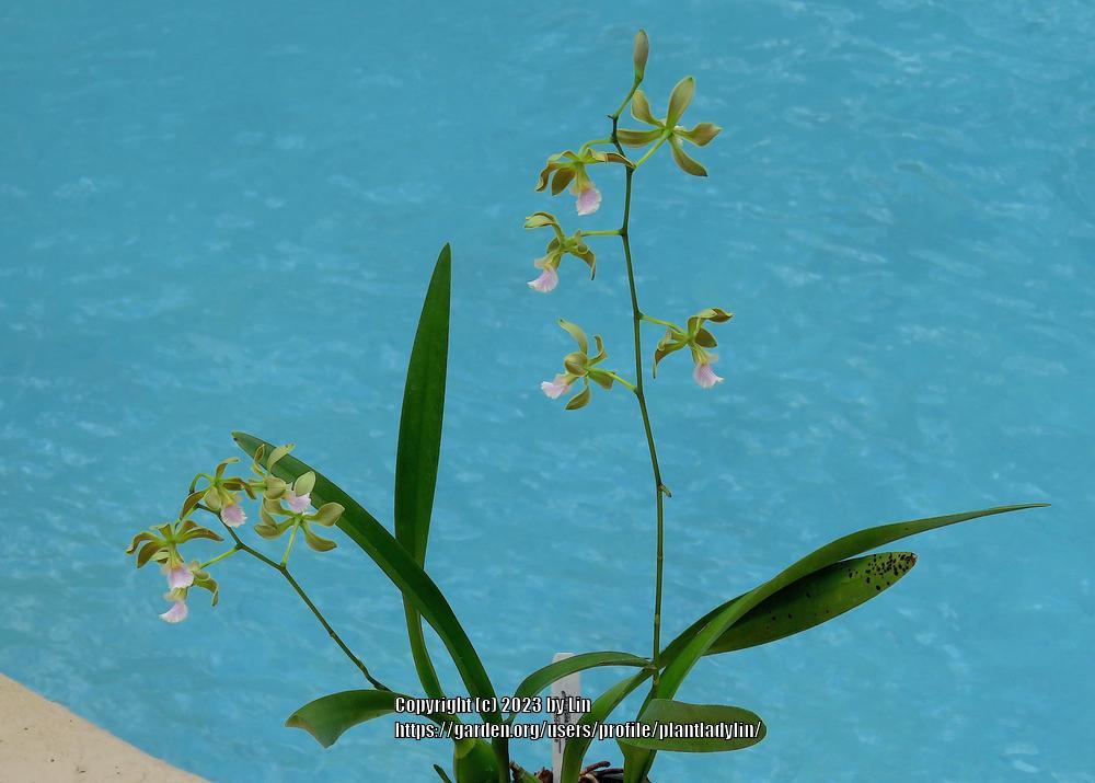 Photo of Encyclia Orchid (Encyclia osmantha) uploaded by plantladylin