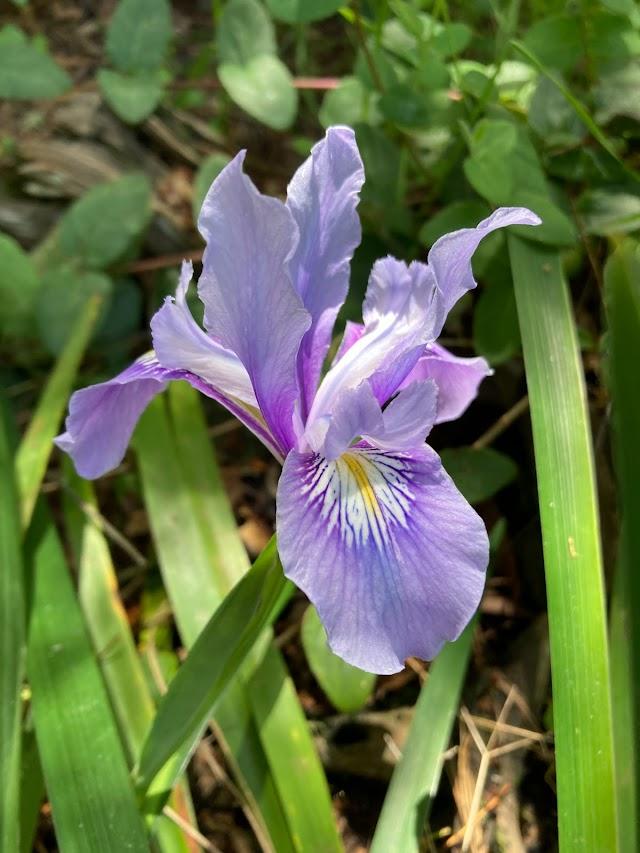 Photo of Species Iris (Iris douglasiana) uploaded by pmpauley