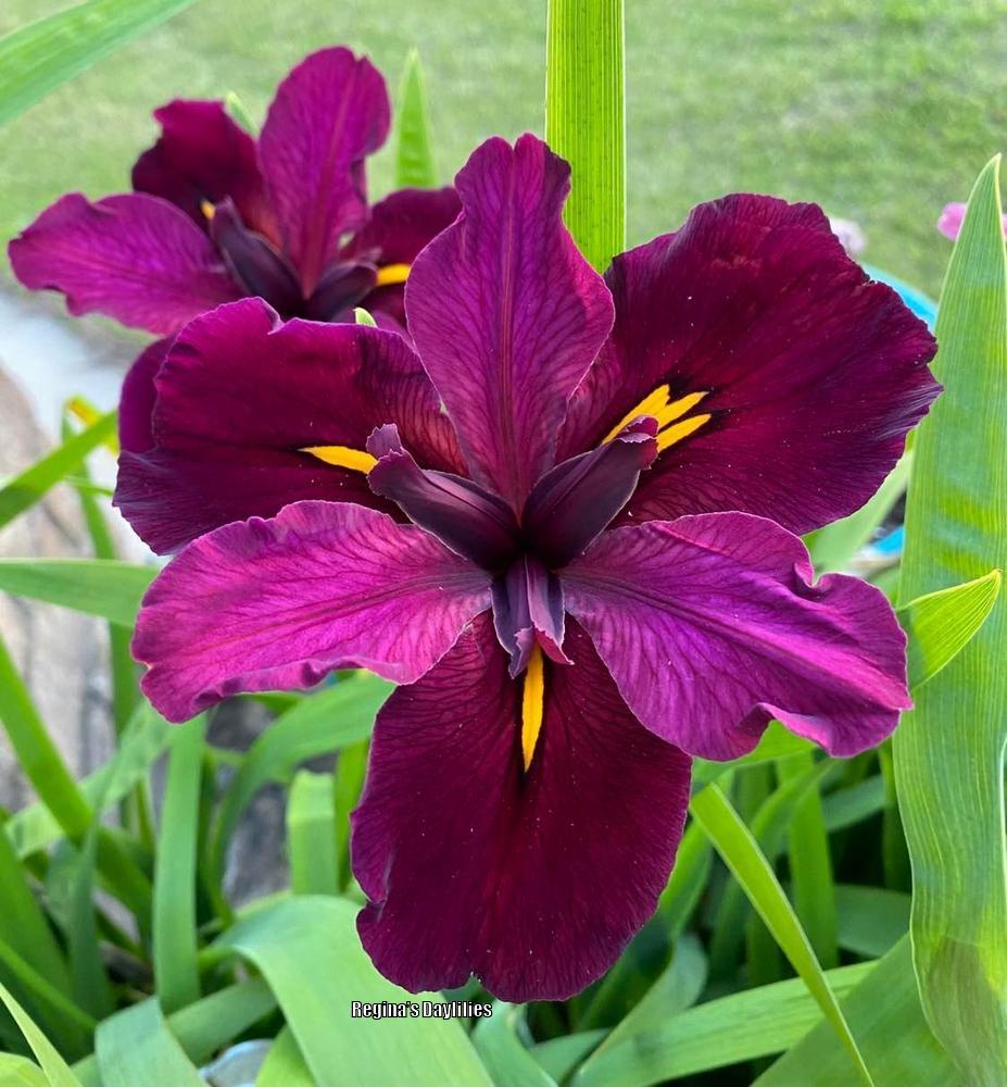Photo of Louisiana Iris (Iris 'Red Velvet Elvis') uploaded by scflowers