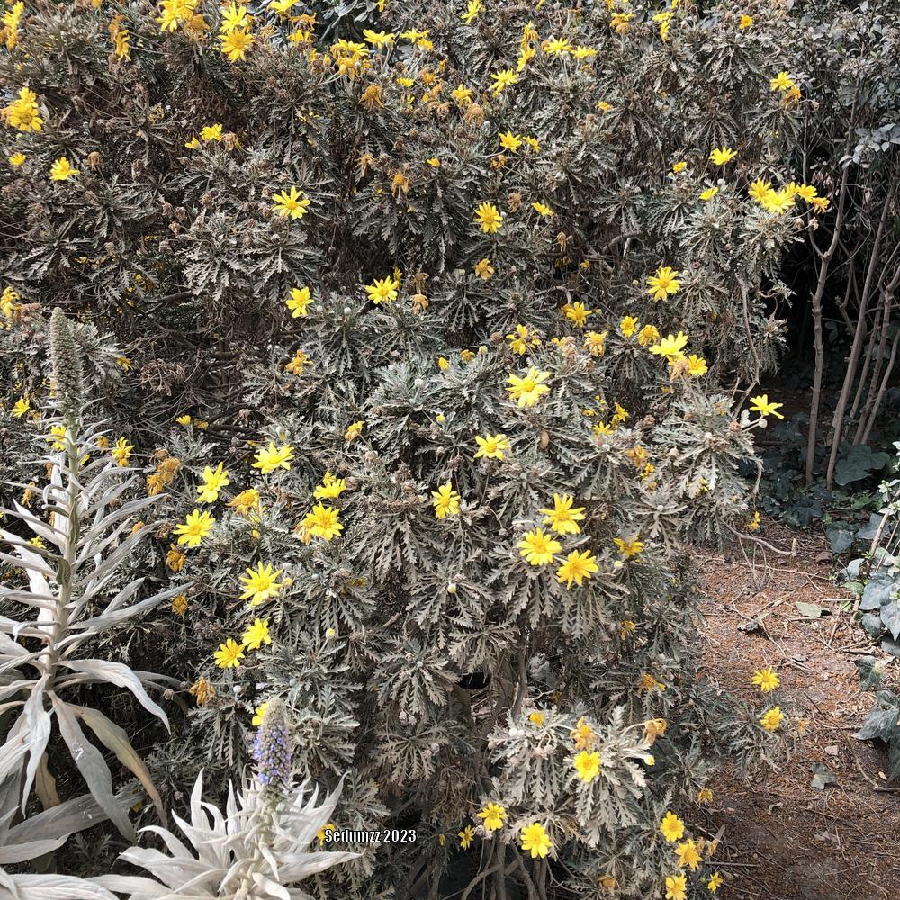 Photo of Yellow Bush Daisy (Euryops pectinatus) uploaded by sedumzz