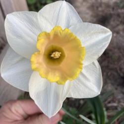 Location: Zone 6
Date: April 13
The record breaking weather is pushing daffodils blooming