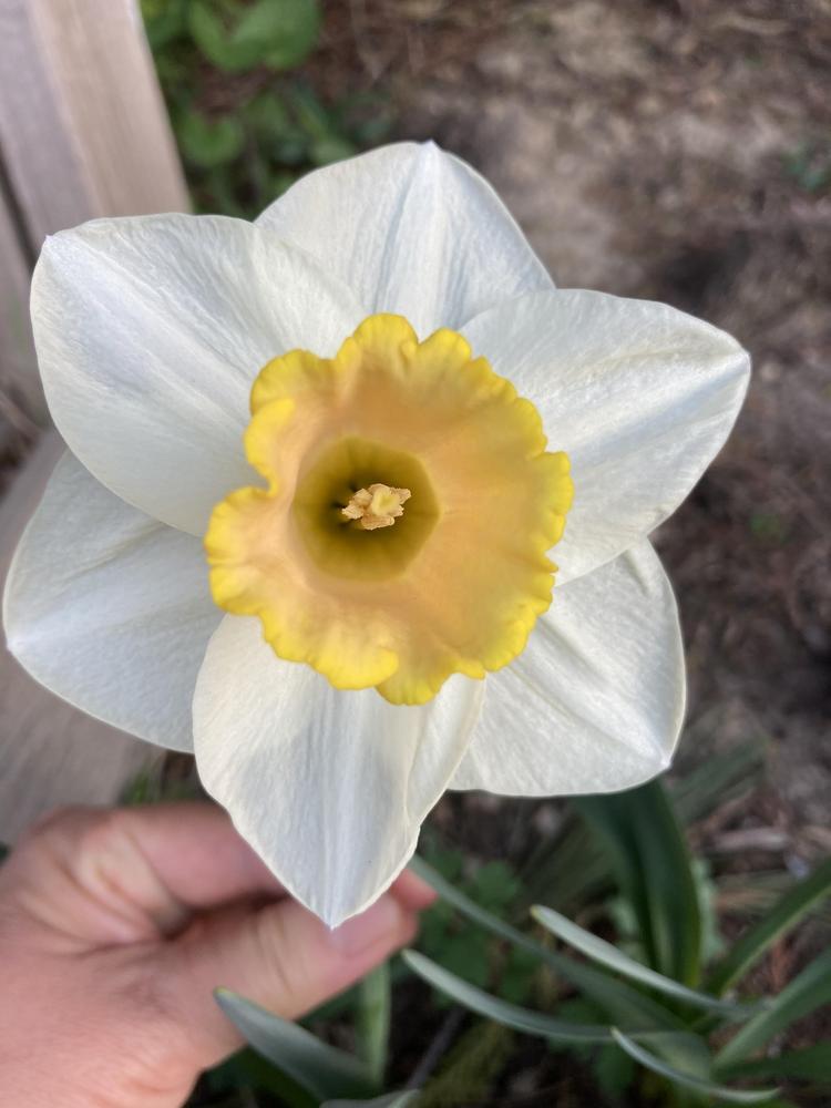 Photo of Large-cupped Daffodil (Narcissus 'Salome') uploaded by sucrose