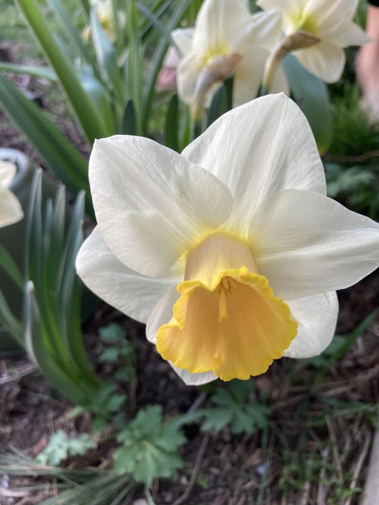 Photo of Large-cupped Daffodil (Narcissus 'Salome') uploaded by sucrose