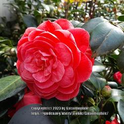 Location: Cowells garden centre, Tyne and Wear England UK 
Date: 2023-04-14
Camellia japonica Blood of China