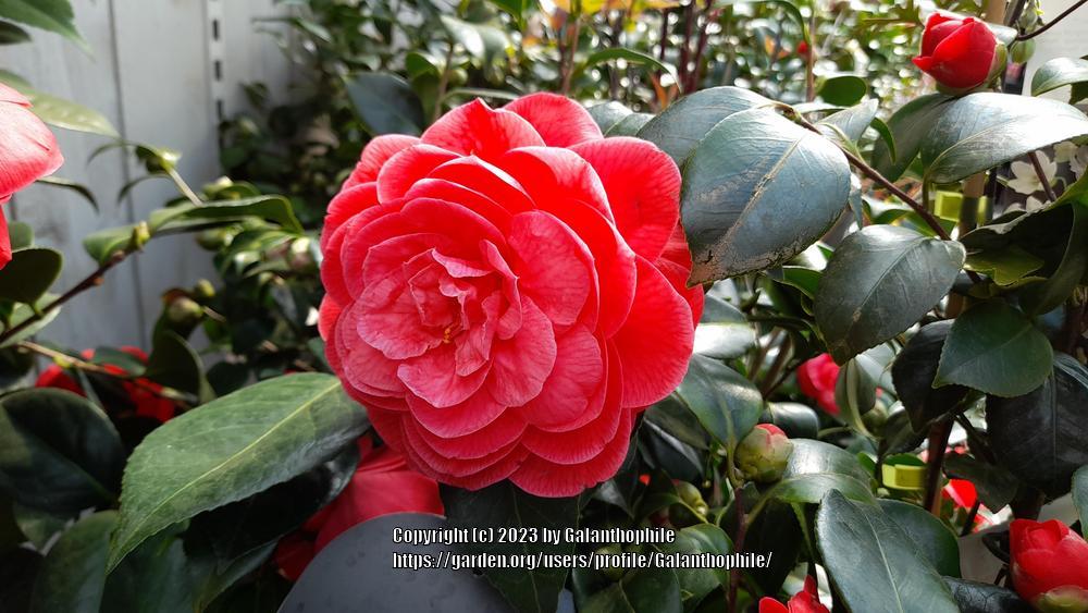Photo of Common Camellia (Camellia japonica 'Blood of China') uploaded by Galanthophile
