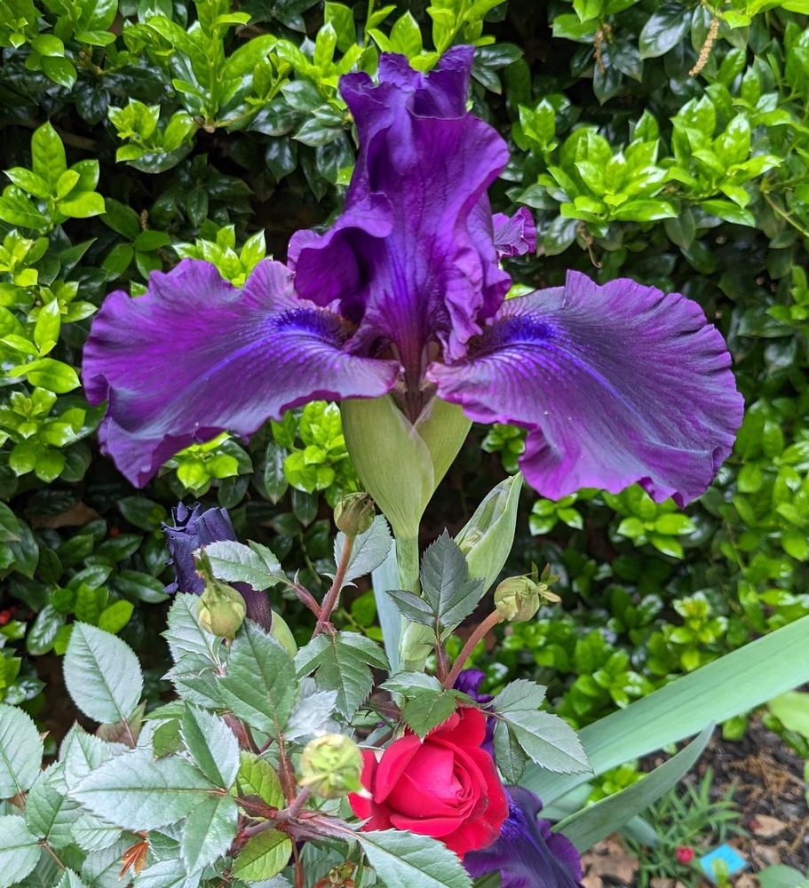 Photo of Tall Bearded Iris (Iris 'Ozark Rebounder') uploaded by LindsayG
