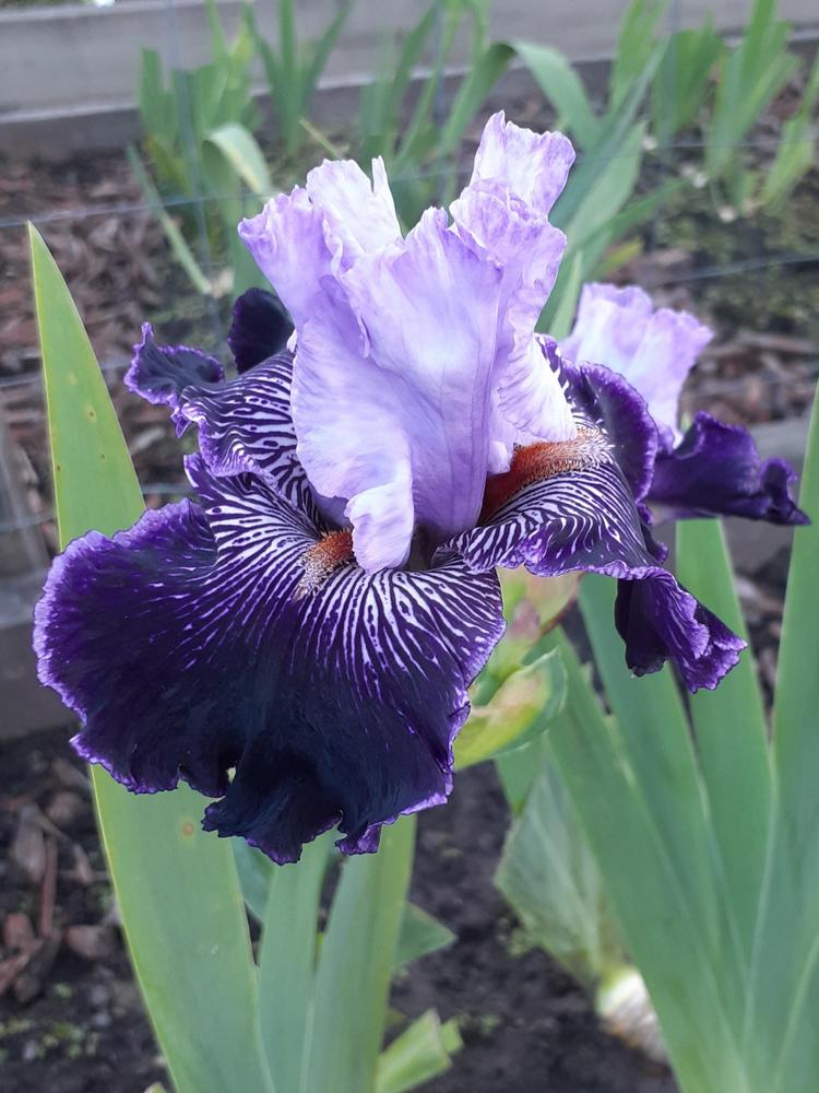 Photo of Tall Bearded Iris (Iris 'Strictly Jazz') uploaded by PaulaHocking