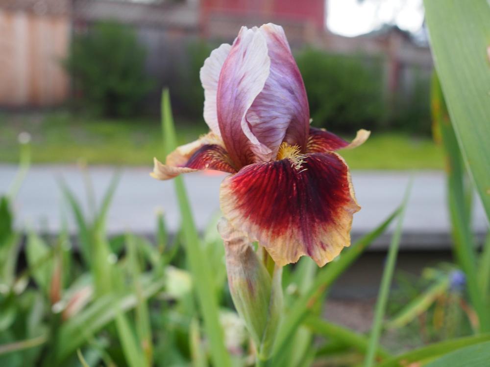 Photo of Arilbred Iris (Iris 'Calypso Dancer') uploaded by This_is_katana