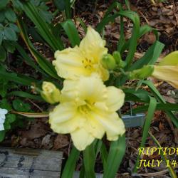 Location: my garden/ 8b Louisiana
Date: 2022-07-14