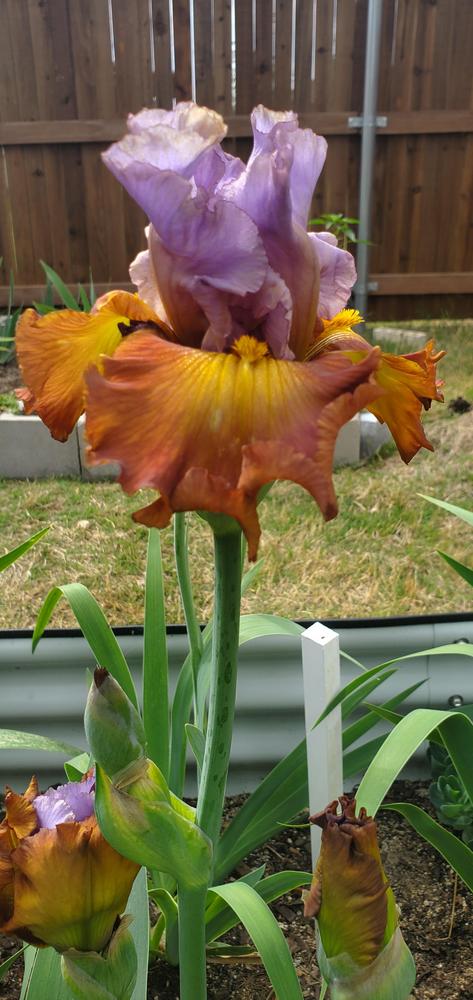 Photo of Tall Bearded Iris (Iris 'Instant Attraction') uploaded by javaMom