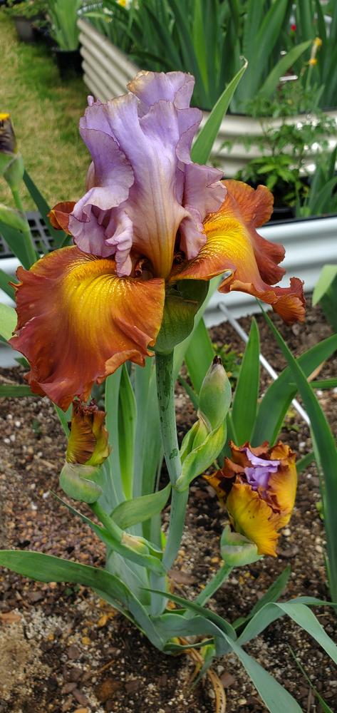 Photo of Tall Bearded Iris (Iris 'Instant Attraction') uploaded by javaMom