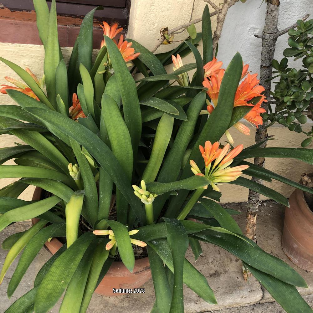 Photo of Clivia Lily (Clivia miniata 'Belgian Hybrid') uploaded by sedumzz