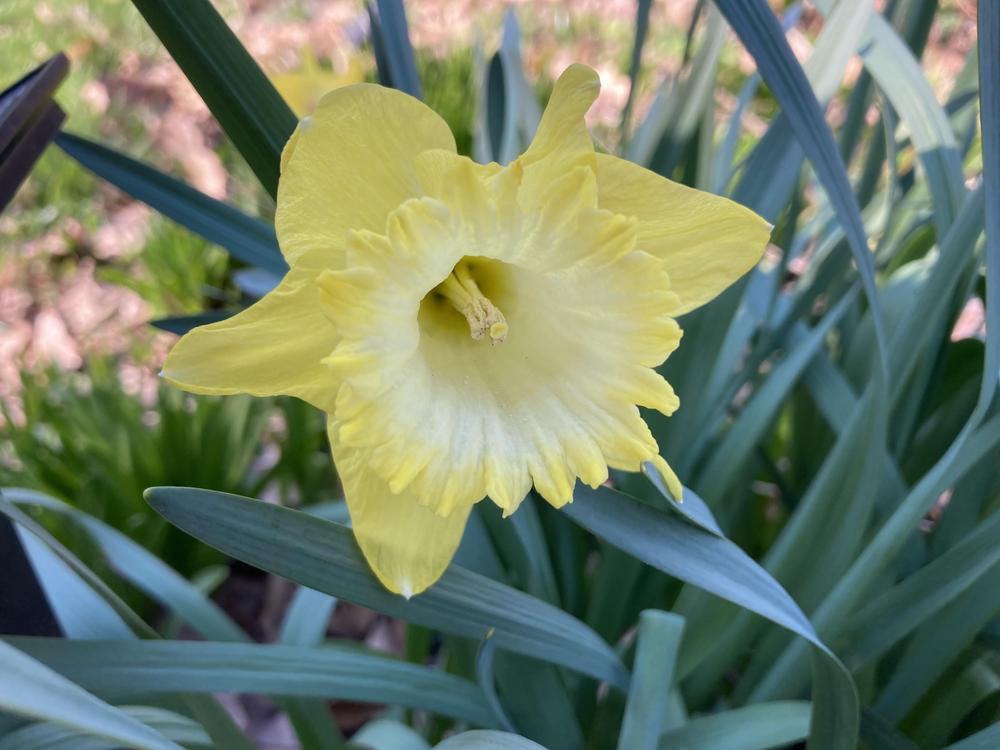 Photo of Trumpet Daffodil (Narcissus 'Spellbinder') uploaded by sucrose