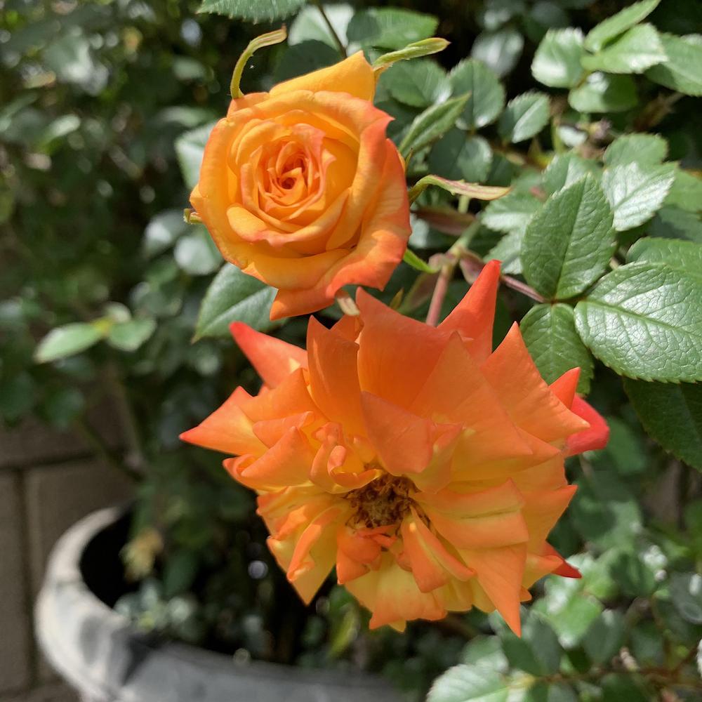 Photo of Rose (Rosa 'Autumn Magic') uploaded by Betja