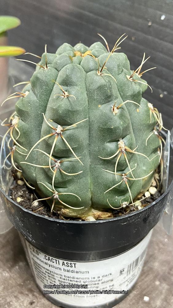 Photo of Dwarf Chin Cactus (Gymnocalycium baldianum) uploaded by GigiPlumeria
