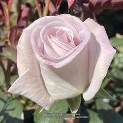 Location: World Peace Rose Garden, Capitol Park,Sacramento CA.
Date: 2023-04-14
Rosa 'World War II Memorial Rose'