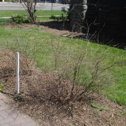 Location: Wayne, Pennsylvania
Date: 2023-04-09
about a 5 to 6 year old shrub in early spring before leafing out