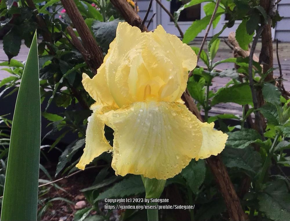 Photo of Tall Bearded Iris (Iris 'Summer Olympics') uploaded by Sidegate