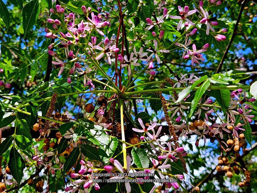 Photo of Chinaberry (Melia azedarach) uploaded by WebTucker