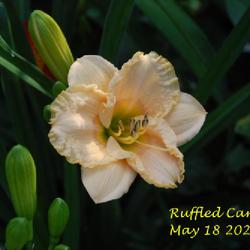 Location: my garden/ 8b Louisiana
Date: 2022-05-18