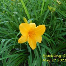 Location: my garden/ 8b Louisiana
Date: 2021-05-22