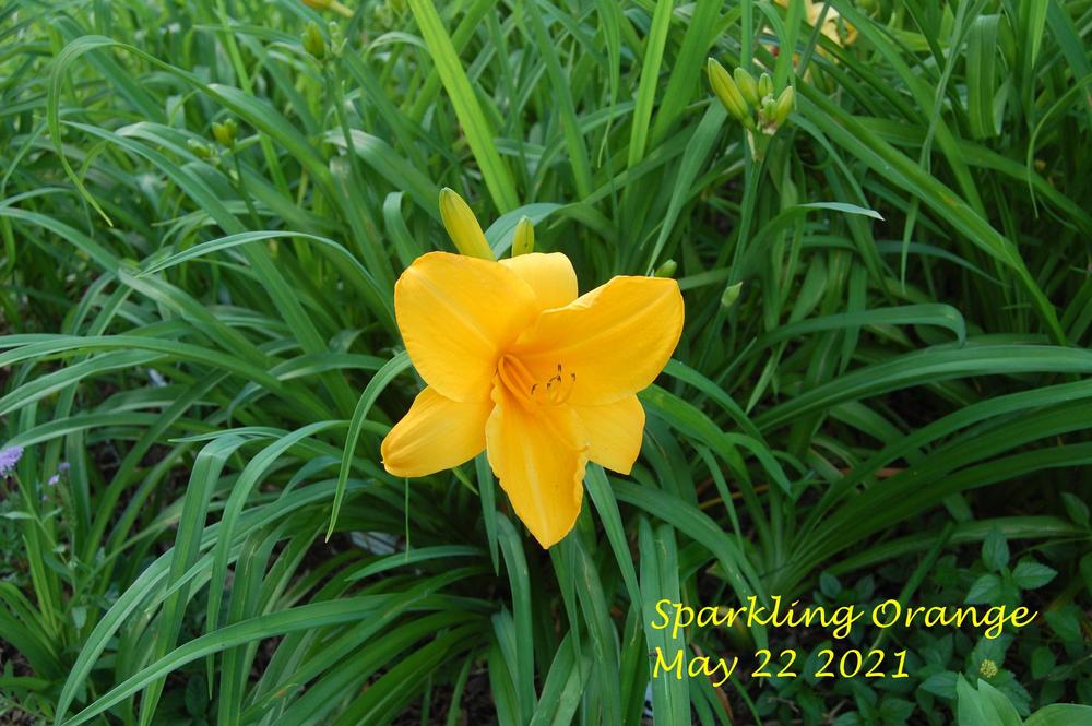 Photo of Daylily (Hemerocallis 'Sparkling Orange') uploaded by alma47