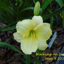 Location: my garden/ 8b Louisiana
Date: 2022-05-04