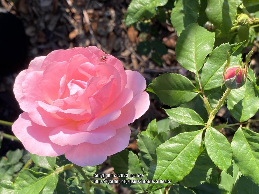 Photo of Rose (Rosa 'Peachy Keen') uploaded by ardesia