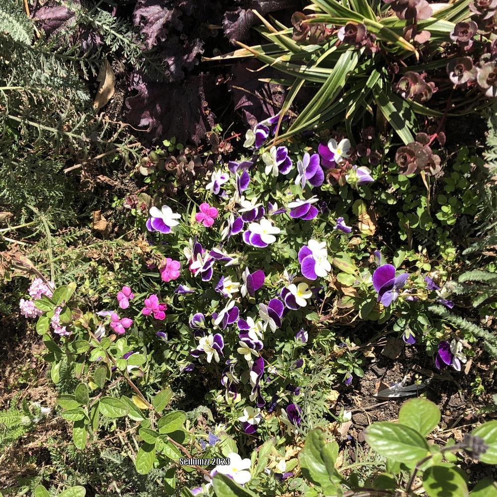 Photo of Horned Violet (Viola cornuta) uploaded by sedumzz