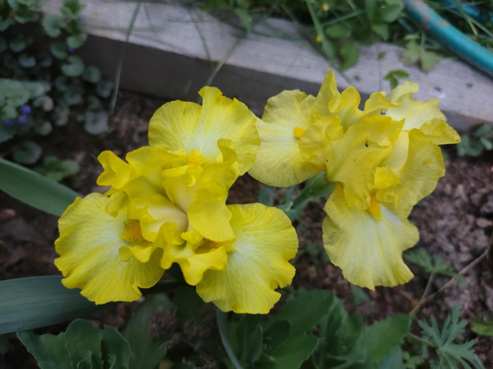 Photo of Intermediate Bearded Iris (Iris 'Limonada') uploaded by BlueRidgeGardener23