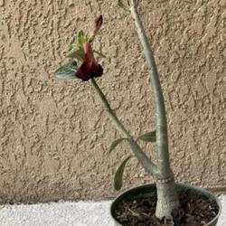 Location: My garden in Tampa, Florida
Date: 2023-04-16
My new grafted desert rose, a gift from friends.
