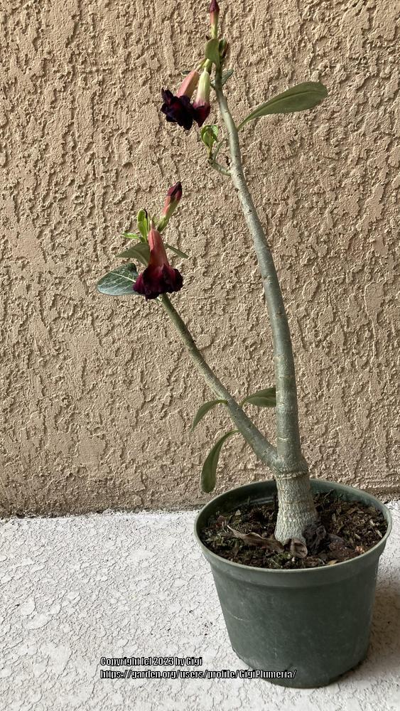 Photo of Desert Rose (Adenium 'Madam Violet') uploaded by GigiPlumeria