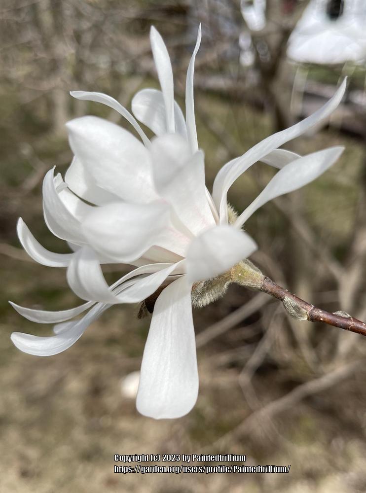 Photo of Star Magnolia (Magnolia stellata 'Royal Star') uploaded by Paintedtrillium