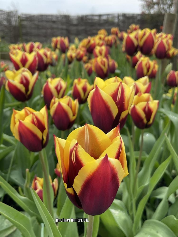 Photo of Triumph Tulip (Tulipa 'Gavota') uploaded by RachaelHunter