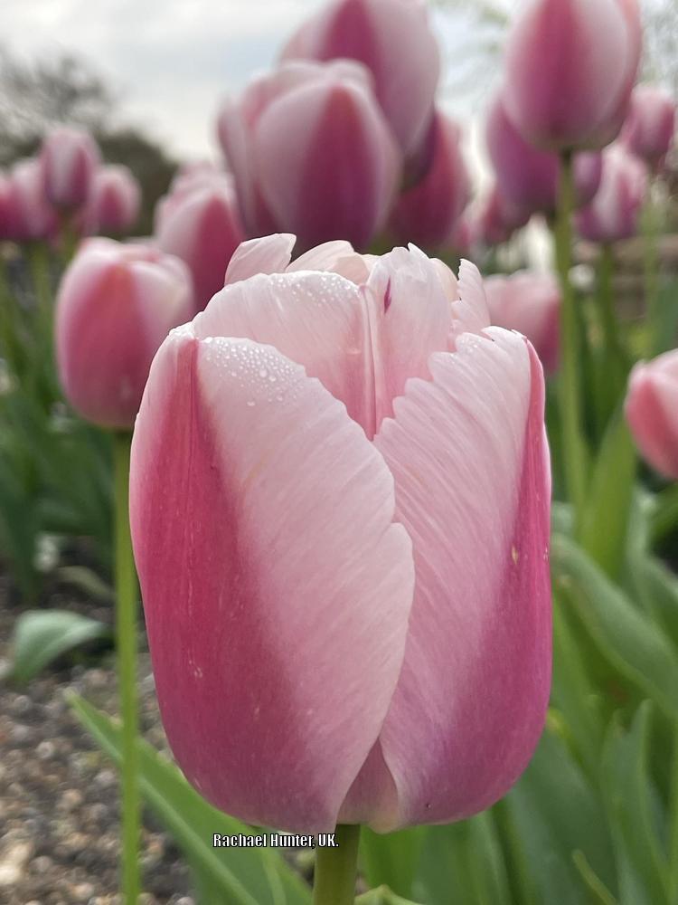 Photo of Darwin Hybrid Tulip (Tulipa 'Ollioules') uploaded by RachaelHunter