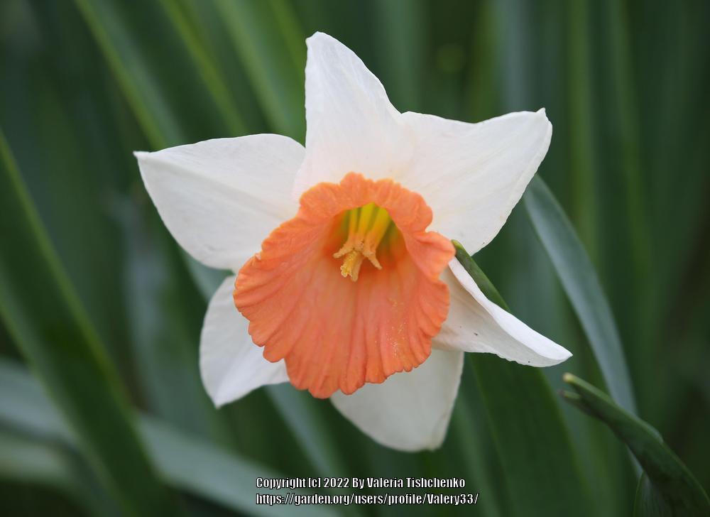 Photo of Large-cupped Daffodil (Narcissus 'Chromacolor') uploaded by Valery33