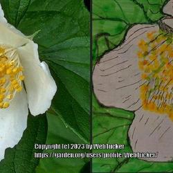 Location: Aberdeen, NC 
Date: April 16, 2023
Scented Mock Orange: My 1st attempt at the art of botany. I'll tr