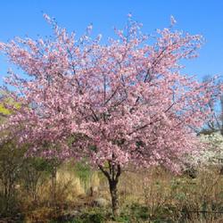 Location: Toronto, Ontario
Date: 2023-04-16
Sargent Cherry (Prunus sargentii).